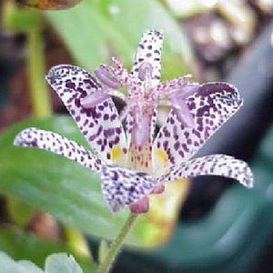 Japanese Toad Lily 20 Seeds/Seed -Tricyrtis