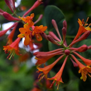 Dropmore Scarlet Honeysuckle Vine - Lonicera - 2.5"  Pot