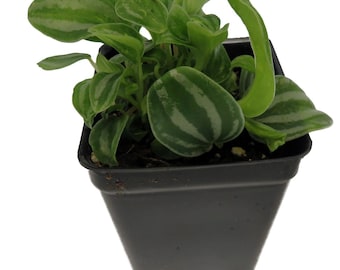 Sandersii Peperomia - 2.5" Pot