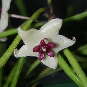Rare Frog Toe Wax Plant - Hoya retusa - Collector's Series - 2" Pot
