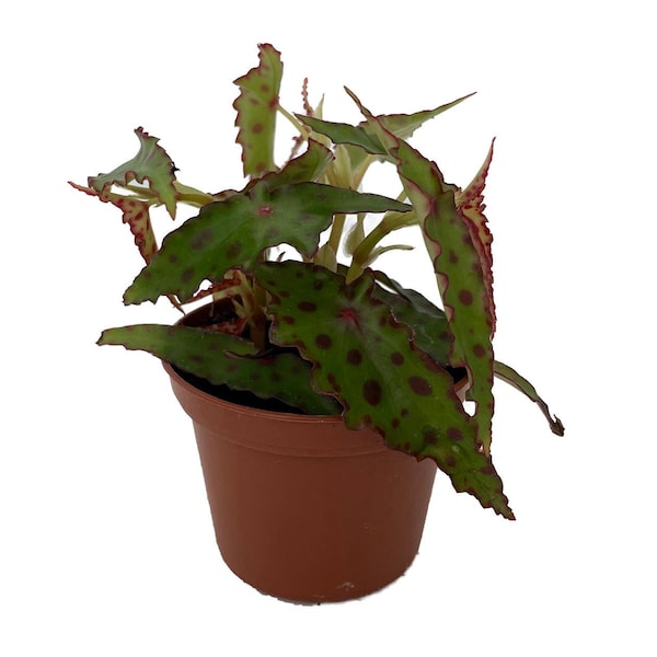Rare Butterfly Begonia Plant - Begonia amphioxus - 2.5" Pot - Collector's Series