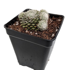 Lagger's Mini Hens & Chicks - Sempervivum - Very Hardy - 2.5" Pot