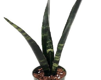 SALE-Black Coral Snake Plant - Sansevieria - Almost Impossible to kill - 4" Pot