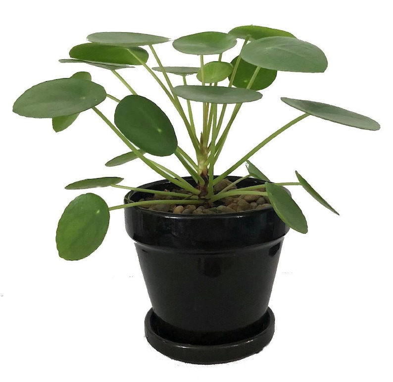 Hirt's Gardens Chinese Money Plant - Thumbnail 3