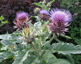 Cardoon Plant - Cynara cardunculus - Artichoke Thistle - 2.5" Pot