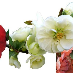 Double Take Flowering Quince Collection- 3 Plants 4" Pots -Scarlet/White/Peach