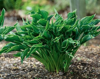 Praying Hands Hosta - Unique Leaf Shape - 4" Pot