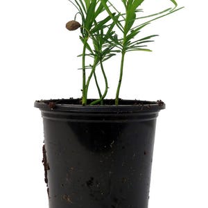 Buddhist Pine Tree - Bonsai/Houseplant - Podocarpus - 4&quot; Pot