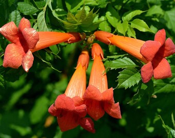 Trumpet Vine  - Campsis radicans - 2.5" Pot