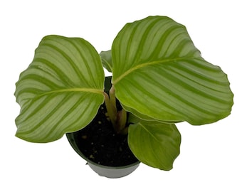 Orbit Peacock Plant - Calathea orbifolia - Easy House Plant - 4" Pot