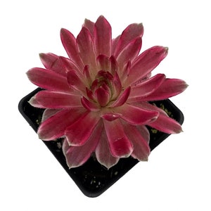 Chick Charms® Lotus Blossom - Sempervivum - 2.5" Pot