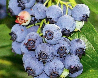 Blueray Blueberry Plant - 20 Pounds of Berries per Bush - 2.5" Pot