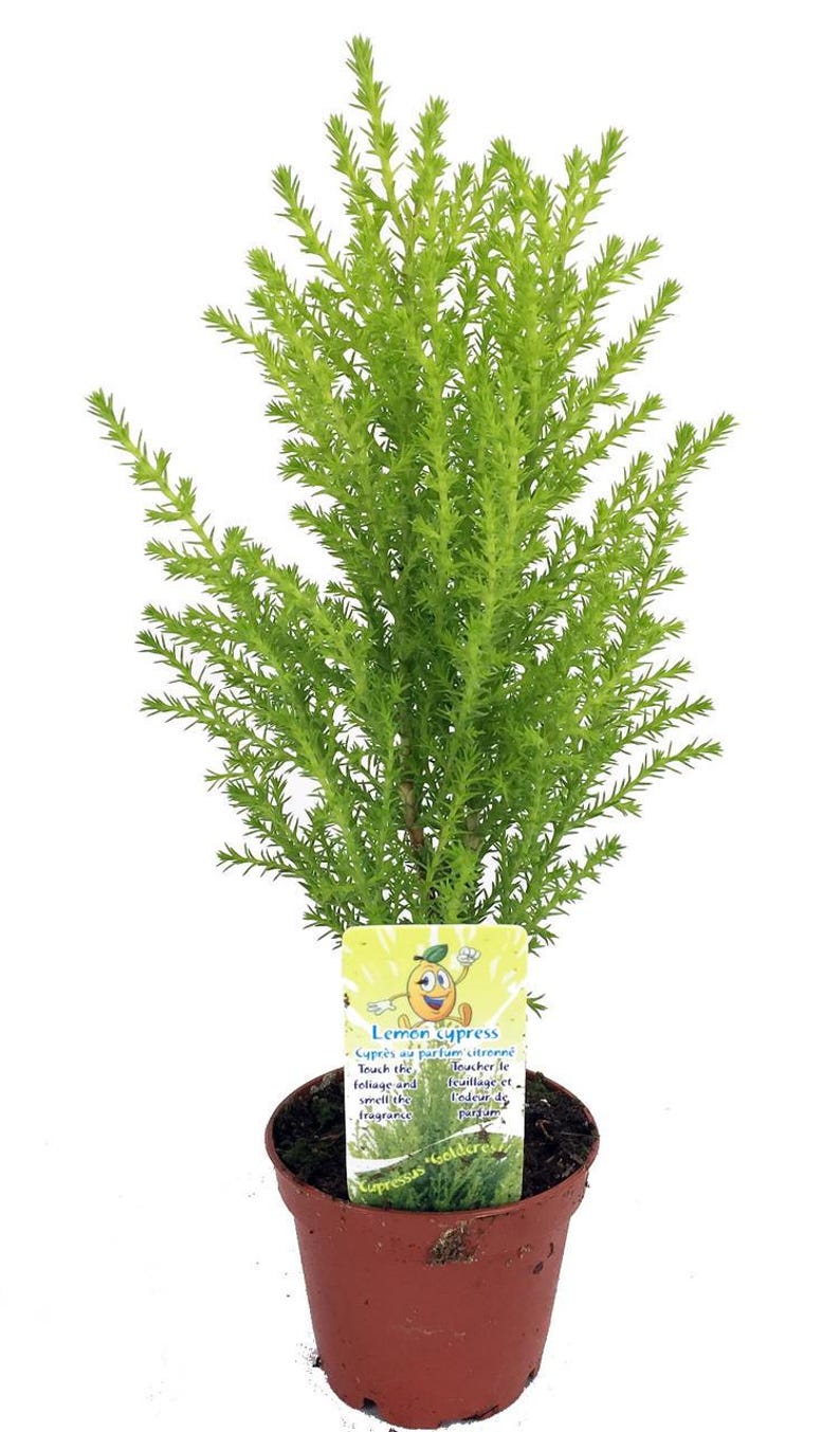 Lemon Scented Goldcrest Cypress Tree - Indoors/Out/FairyGarden - 2.5" Pot image 1