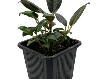 Burgundy Rubber Tree Plant - Ficus - An Old Favorite - 2.5" Pot