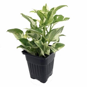 Pearls & Jade Pothos - Epipremnum aureum - 4" Pot - Good in Low Light