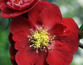Double Take Chaenomeles Scarlet Storm PPAF- Flowering Quince - Proven Winners