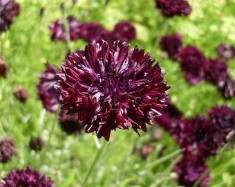 Black Bachelor Button 100 Seeds - Gothic - Annual