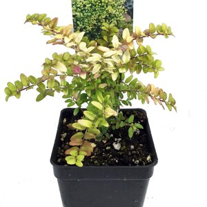 Mini Golden Privet - 2.5" Pot - Fairy Garden Plant or Bonsai