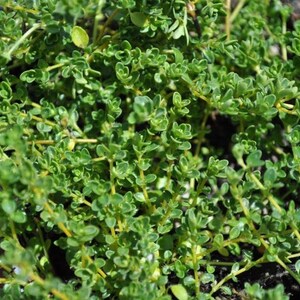 Creeping Lemon Thyme - Combat Mosquitoes! - Live Plant - 3" Pot