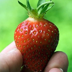 50 Earliglow Strawberry Plants - Bare Root - The Earliest Berry!