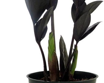 Rare Black Raven ZZ Plant - Zamioculcas zamiifolia - 4" Pot - Collector's - World's Easiest House Plant