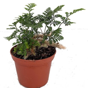 Rabbit&#39;s Foot Fern - Davallia - 2.5&quot; Pot - Perfect for Fairy Gardens
