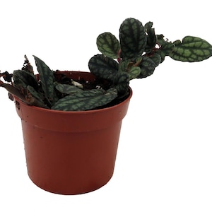 Polynesian Ivy Vine - Pellionia pulchra - 2.5" Pot - Terrarium/House Plant