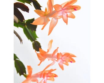 Christa Orange Christmas Cactus Plant - Zygocactus - 2" Pot