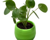 Chinese Money Plant - Pilea peperomioides in 3 quot Green Self Watering Pot