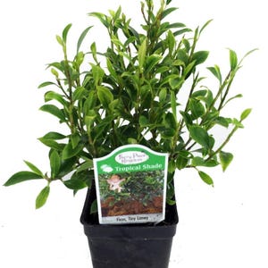 Tiny Limey Weeping Fig - Ficus - 2.5" Pot - House Plant or Bonsai