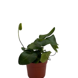 Rare Floating Heart Fern - Hemionitis arifolia - 2.5" Pot
