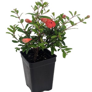 Dwarf Pomegranate Plant- Punica - Bonsai/Houseplant/Outdoors - Edible - 2.5" Pot