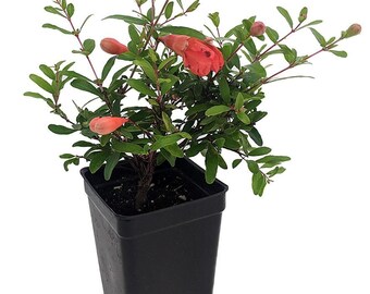 Dwarf Pomegranate Plant- Punica - Bonsai/Houseplant/Outdoors - Edible - 2.5" Pot