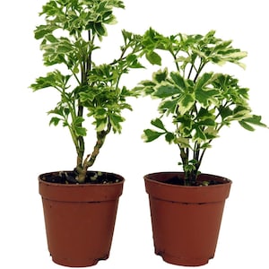 May include: Two Polyscias fruticosa plants, also known as Ming Aralia, potted in individual brown plastic containers. Each plant features upright, woody stems and variegated foliage with serrated, deep green leaves edged in creamy white patterns.