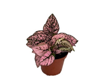 Pink Splash Polka Dot Plant - Hypoestes - Colorful House Plant - 3" Pot