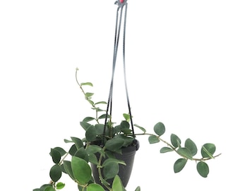 Hoya Carnosa Madara Snow Angel Variegated - Etsy