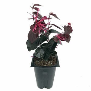 Jazz Hands BOLD® Chinese Fringe Flower - 4" pot - Loropetalum - Proven Winners