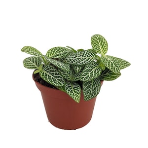 Mini Green & White Nerve Plant - Fittonia verschaffeltii - 2.5" Pot