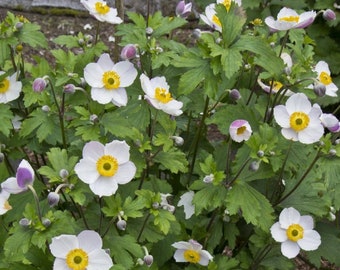 Elfin Swan Windflower Plant - Anemone x hybrida - Bright Shade - 2.5" Pot