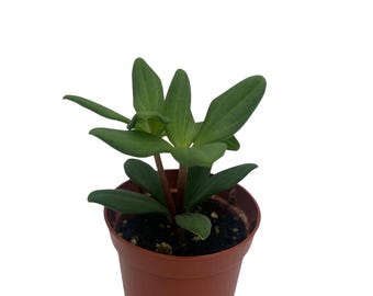 Peperomia kimnachii - Rare Trailing Houseplant - 2.5" Pot