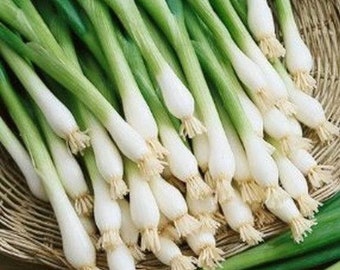 Tokyo Long White Bunching Onion Seeds - 1.5 grams