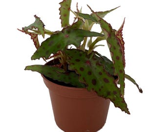Rare Butterfly Begonia Plant - Begonia amphioxus - 2.5" Pot - Collector's Series