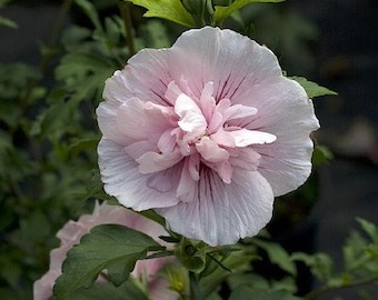 Pink CHIFFON® Hibiscus syriacus - Rose of Sharon - Proven Winner - 4" pot