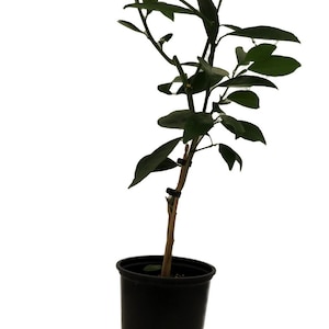 Glen Navel Orange Citrus Tree - 5" Pot- Indoors/Out - No Ship to Tx,Fl,Az,Ca,La,Hi - 5" Pot
