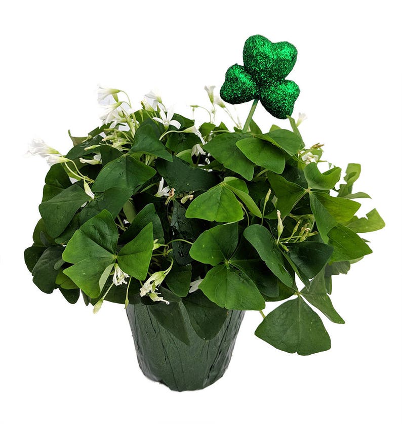st patricks day plant