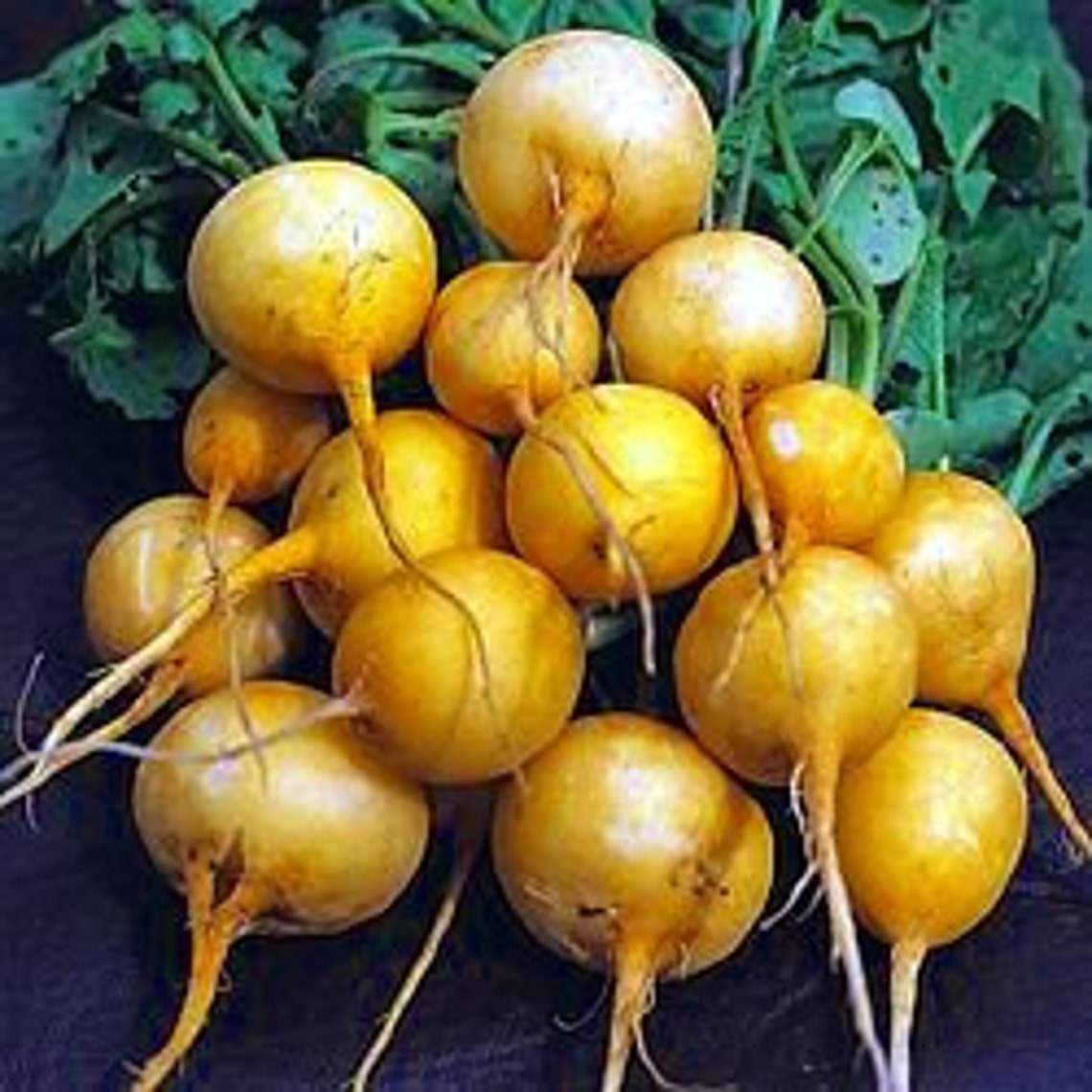 Rare Yellow Radish 200 Seeds HeirloomExcellent Flavor Etsy