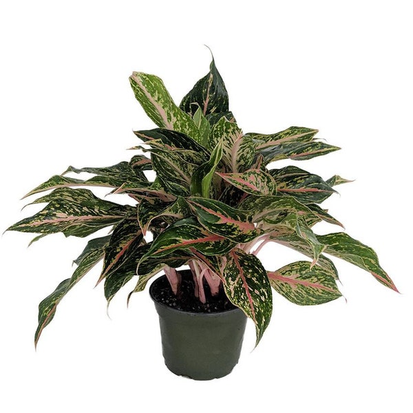 Sparkling Sarah Chinese Evergreen Plant - Aglaonema - Grows in Dim Light -6" Pot