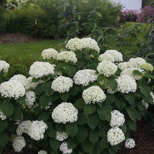 Invincibelle Wee White® Hydrangea - 4" Pot - Proven Winners