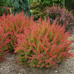 SUNJOY® TANGELO Berberis thunbergii- Proven Winners - 4" Pot