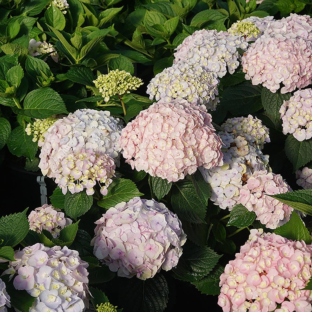 Wee Bit Innocent Bigleaf Hydrangea - 4" pot - Proven Winners